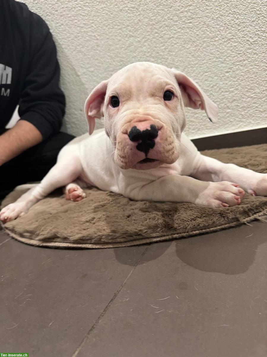 Bild 6: Dogo Argentino Welpen zu verkaufen