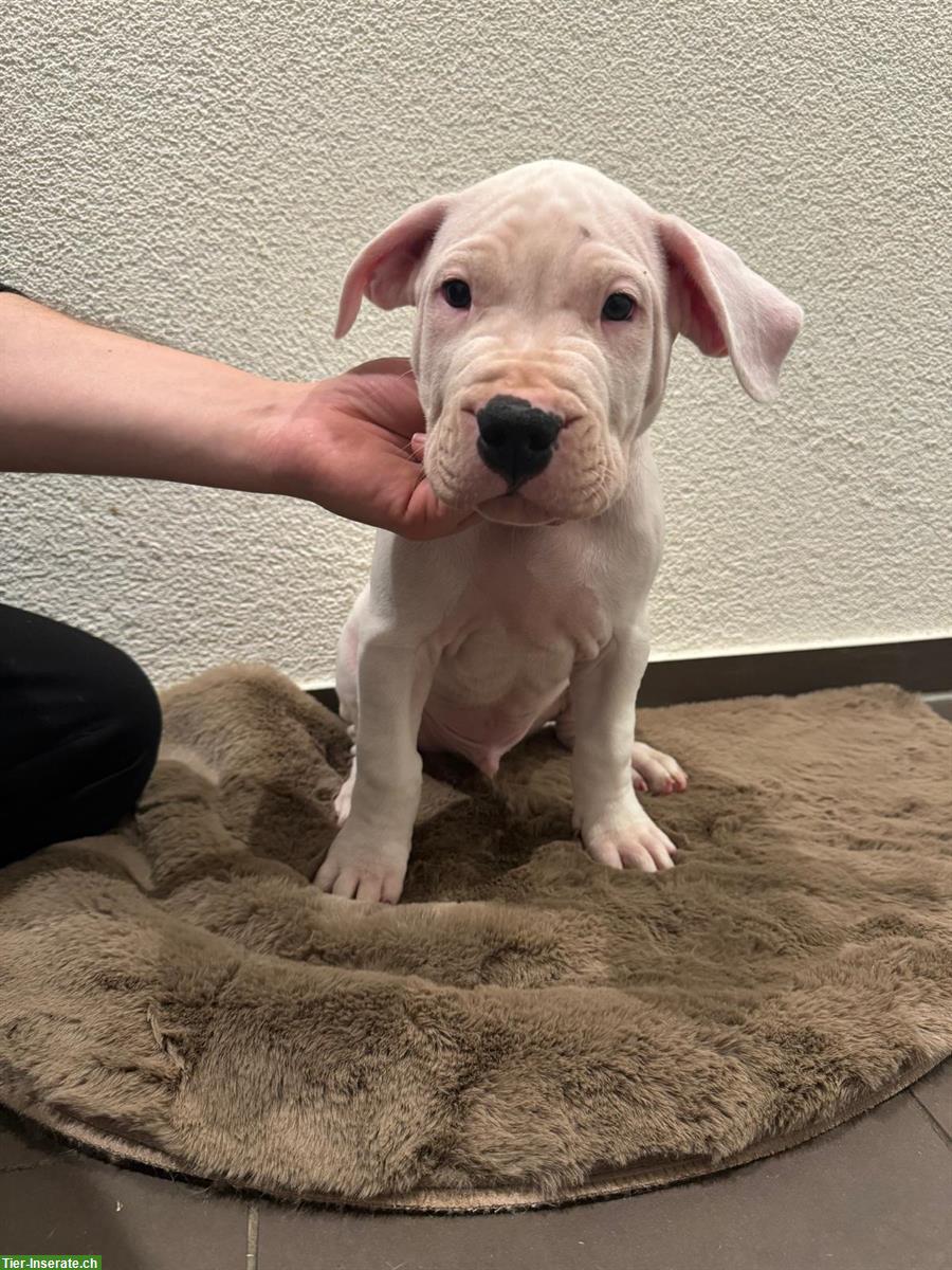 Bild 7: Dogo Argentino Welpen zu verkaufen