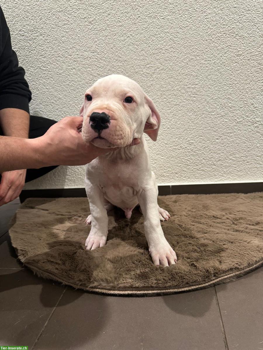 Bild 8: Dogo Argentino Welpen zu verkaufen