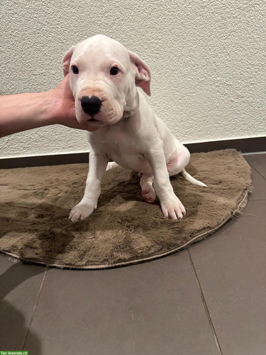 Bild 9: Dogo Argentino Welpen zu verkaufen