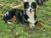 Mini Aussie Hündin 2,5 Jahre zu verkaufen