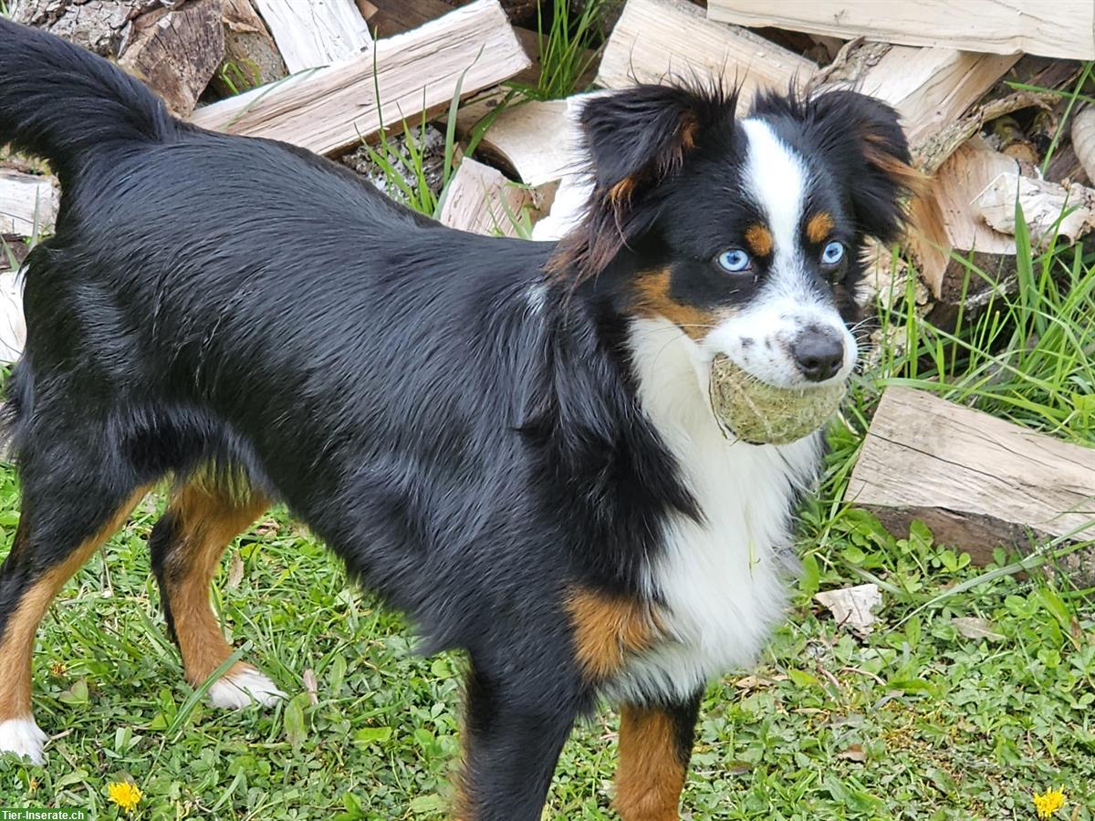 Bild 2: Mini Aussie Hündin 2,5 Jahre zu verkaufen