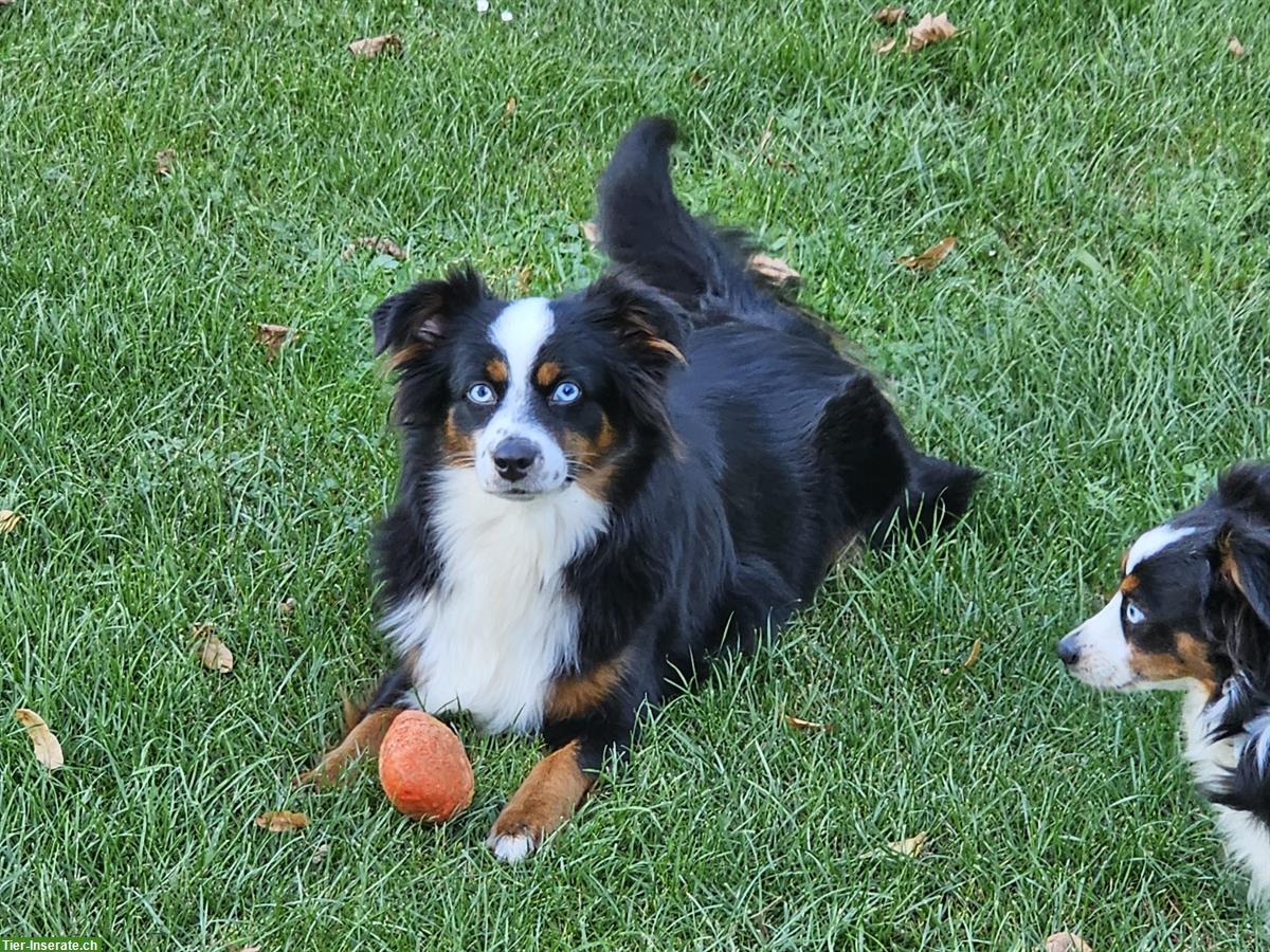 Bild 3: Mini Aussie Hündin 2,5 Jahre zu verkaufen