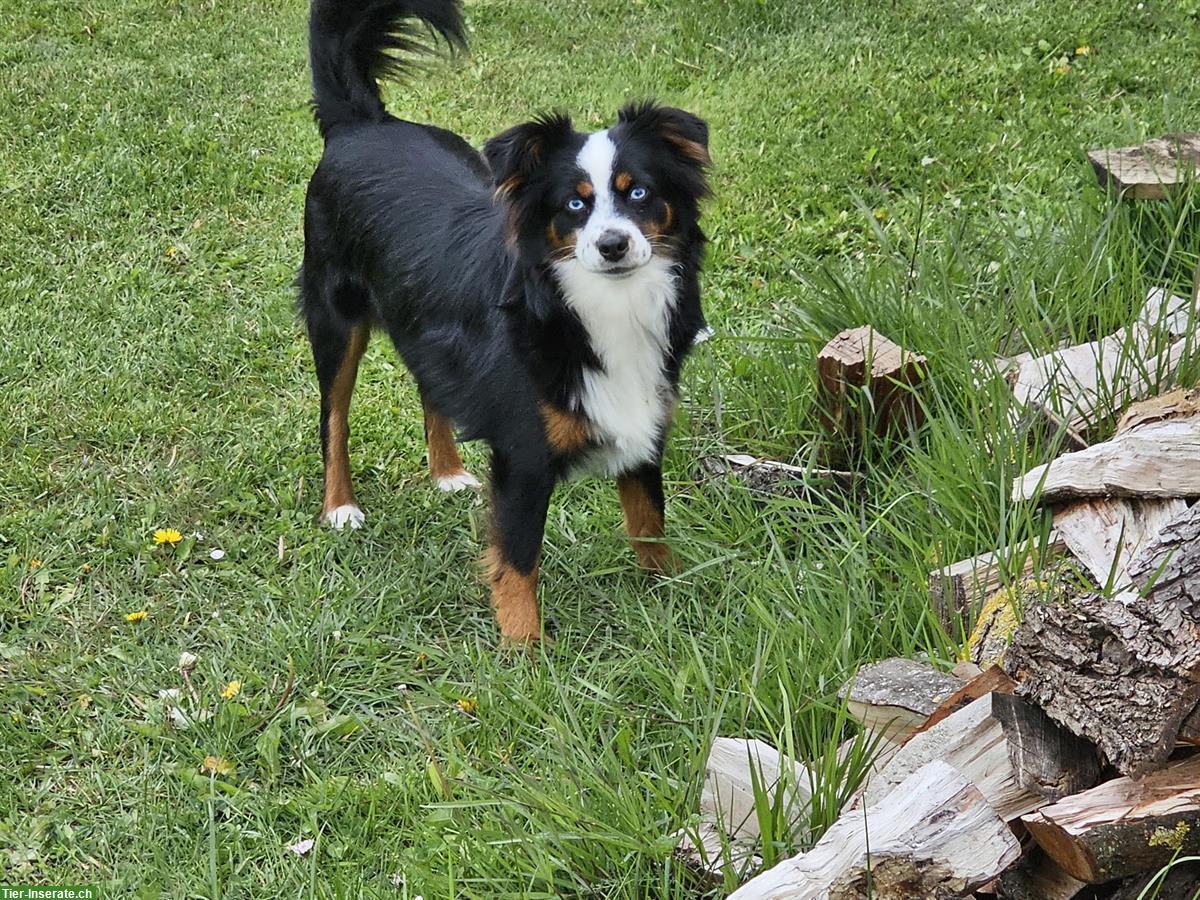 Bild 4: Mini Aussie Hündin 2,5 Jahre zu verkaufen