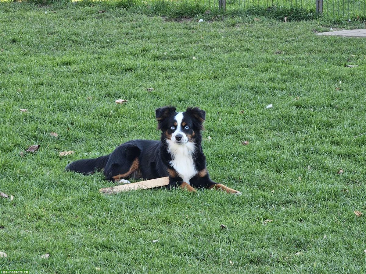 Bild 5: Mini Aussie Hündin 2,5 Jahre zu verkaufen