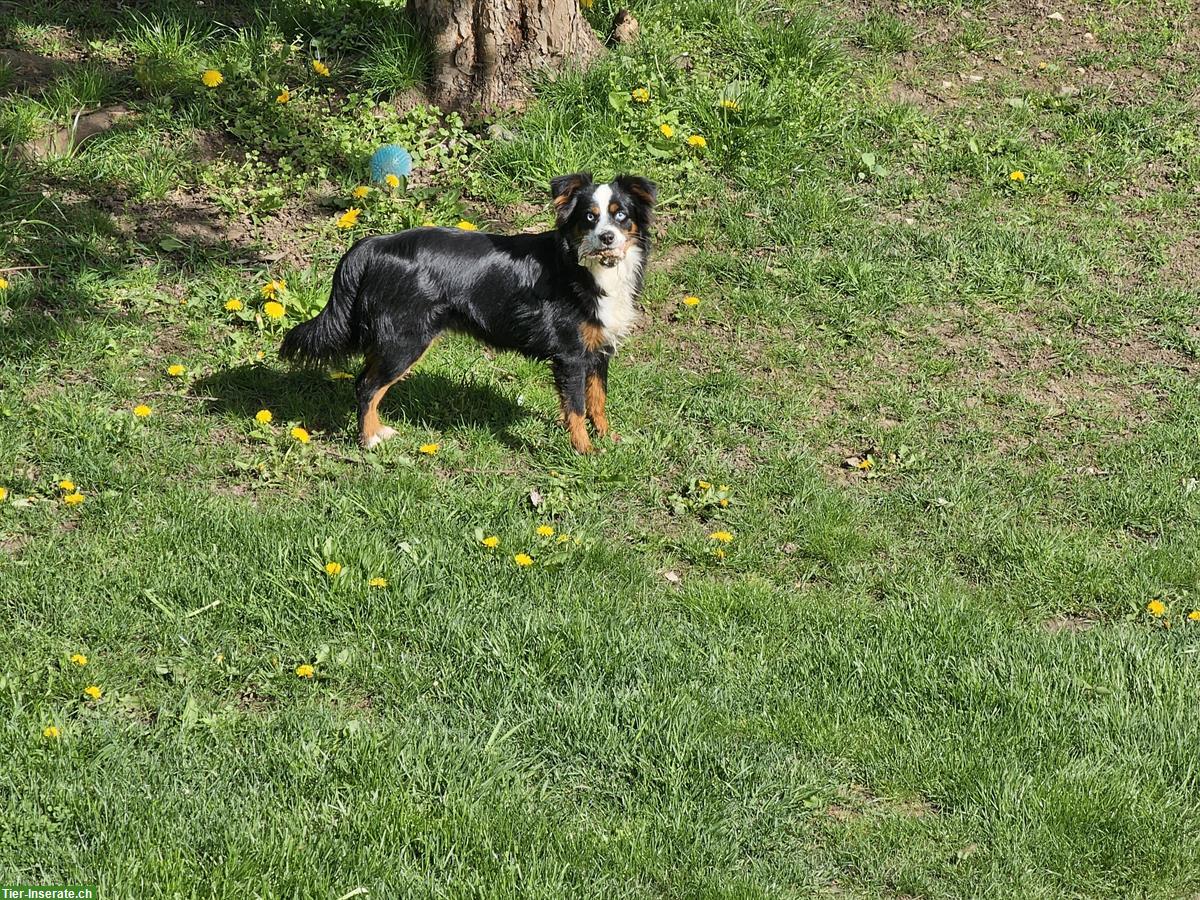 Bild 6: Mini Aussie Hündin 2,5 Jahre zu verkaufen