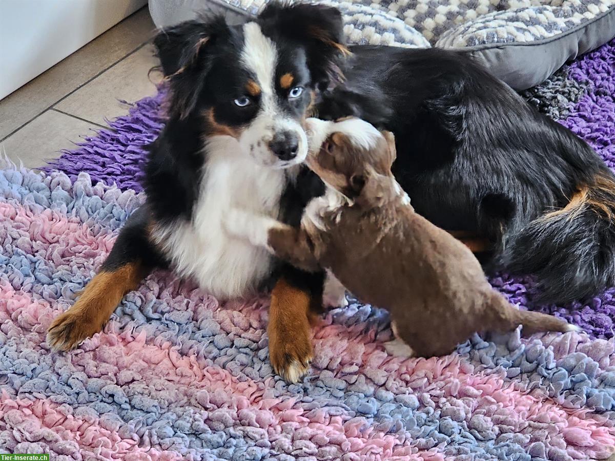 Bild 7: Mini Aussie Hündin 2,5 Jahre zu verkaufen