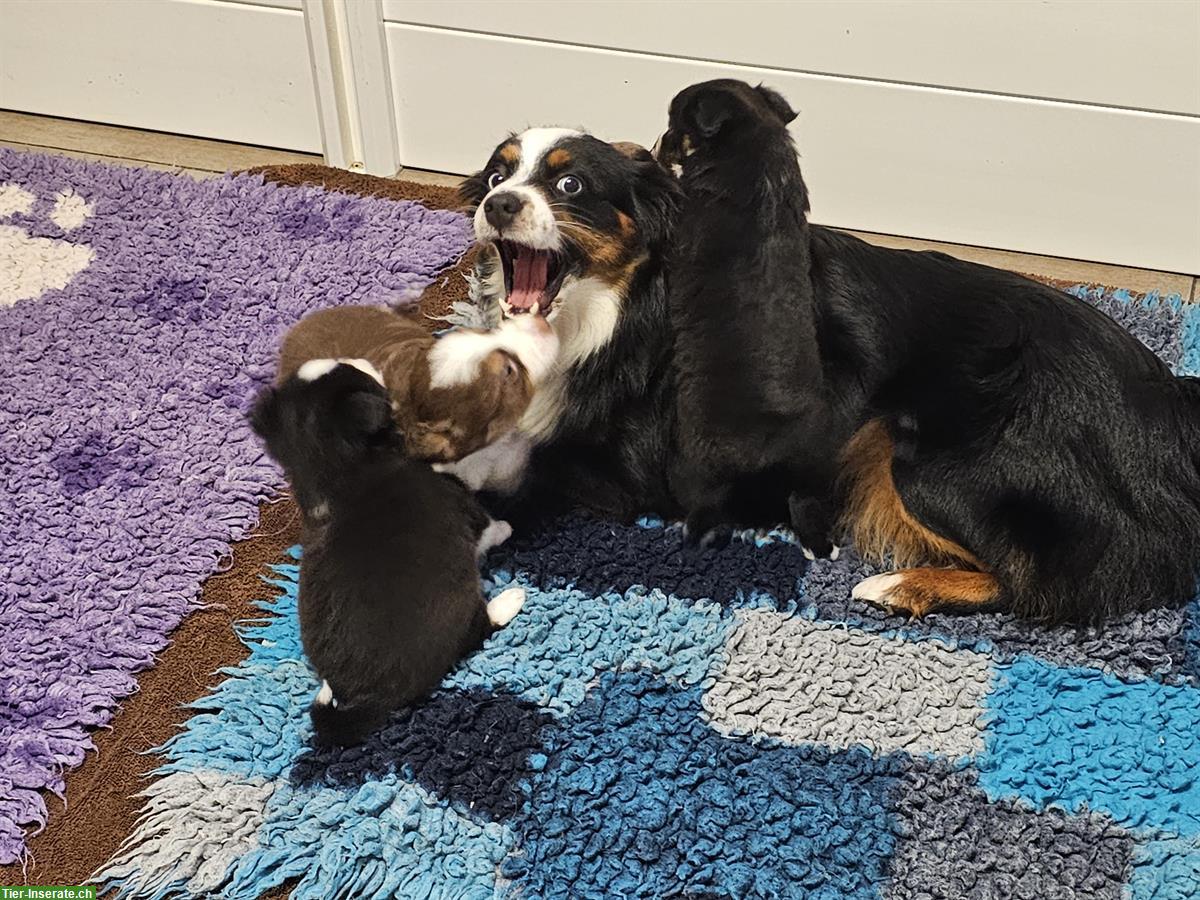 Bild 8: Mini Aussie Hündin 2,5 Jahre zu verkaufen