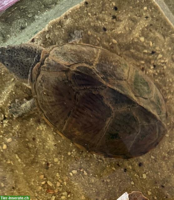 Verkaufe Dach Moschusschildkröten, Sternotherus carinatus