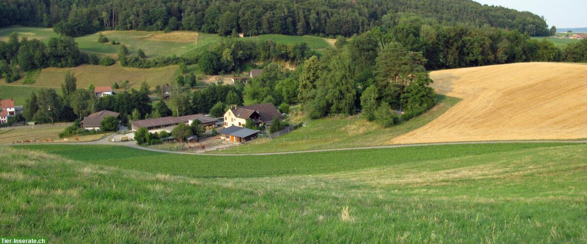 Grosse Auslaufbox mit direktem Weidezugang zu vermieten