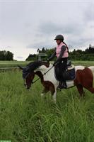 Reitbeteiligung für coolen Wallach und Pony Stute