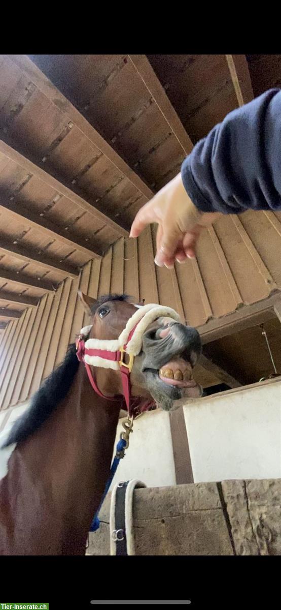 Bild 4: Reitbeteiligung für coolen Wallach und Pony Stute