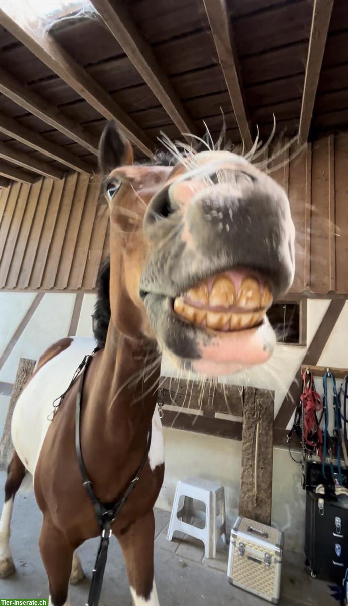 Bild 5: Reitbeteiligung für coolen Wallach und Pony Stute