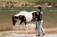 Warmblut Stute als Beistellpferd, bedingt Reitbar