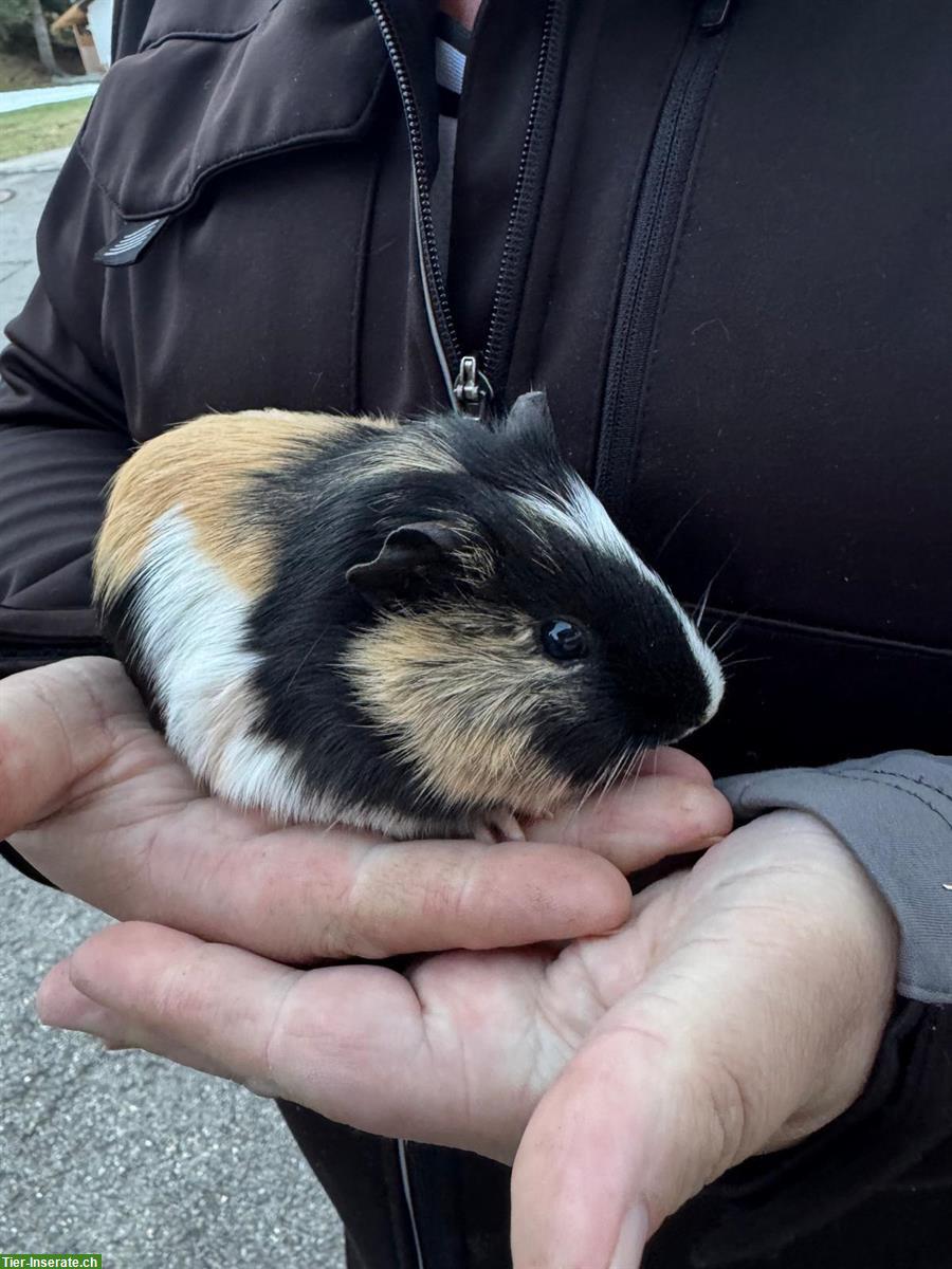 Bild 2: Meerschweinchen günstig abzugeben