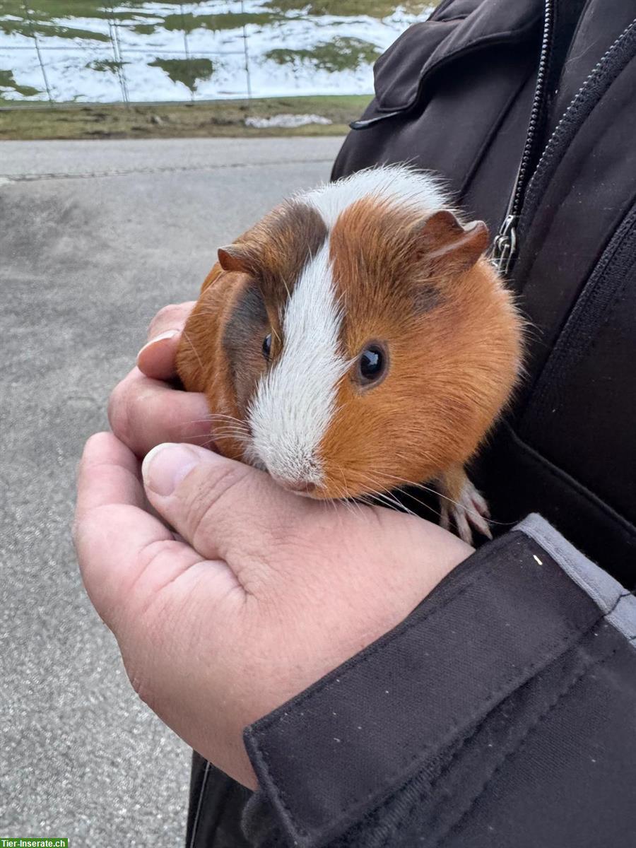 Bild 3: Meerschweinchen günstig abzugeben