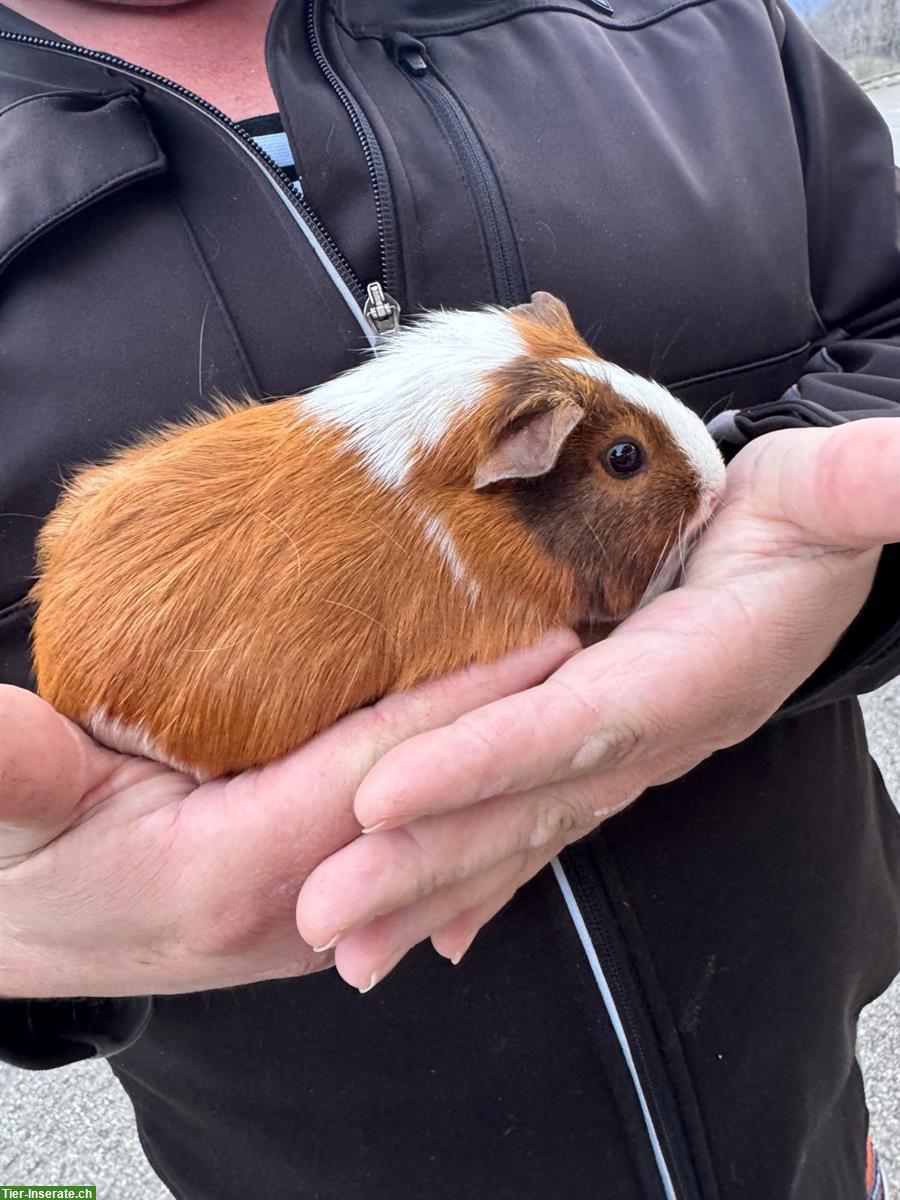 Bild 4: Meerschweinchen günstig abzugeben