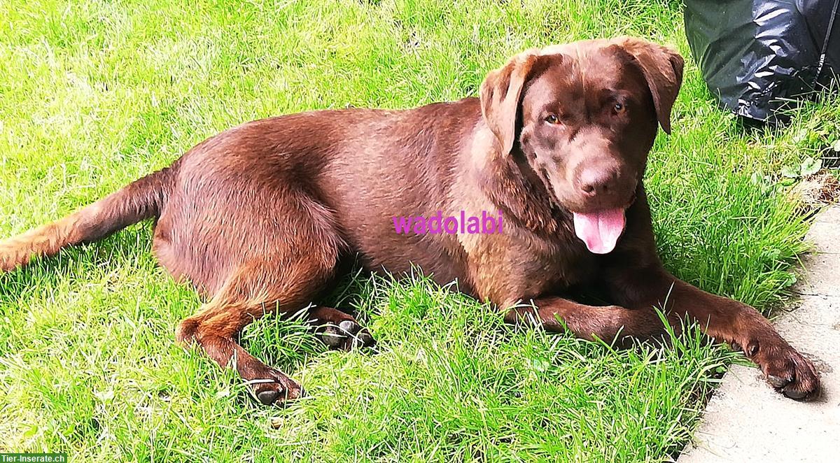 Bild 10: Labrador Welpen braun mit Stammbaum