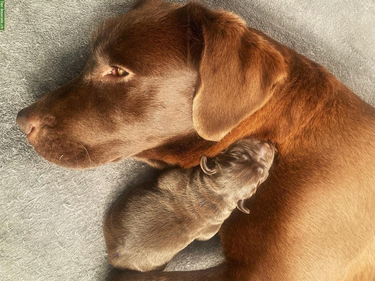 Bild 3: Labrador Welpen braun mit Stammbaum