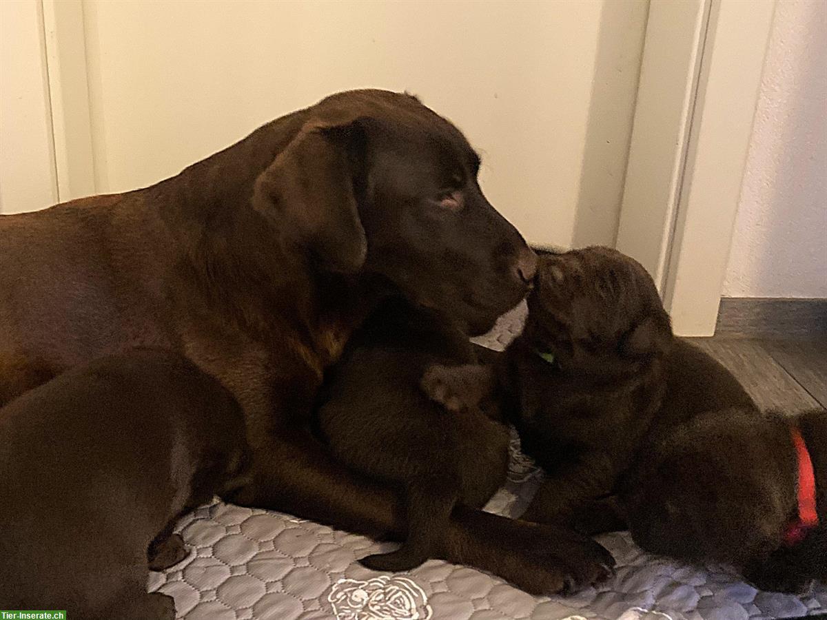 Bild 4: Labrador Welpen braun mit Stammbaum