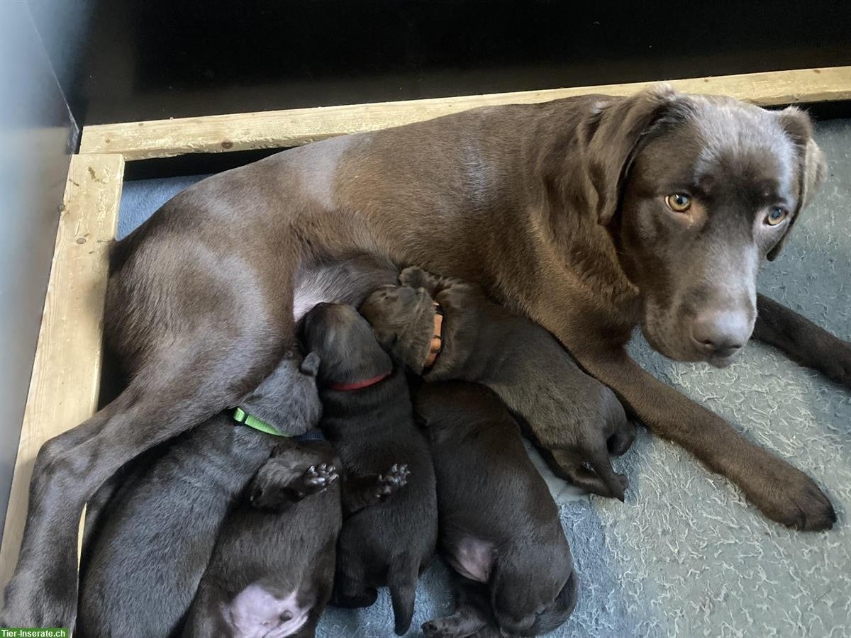 Bild 5: Labrador Welpen braun mit Stammbaum