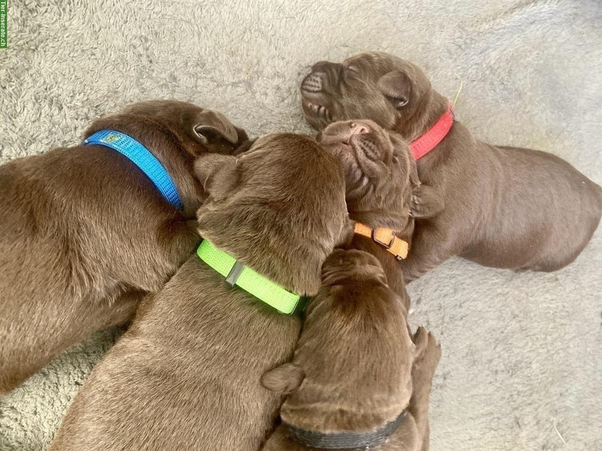 Bild 6: Labrador Welpen braun mit Stammbaum