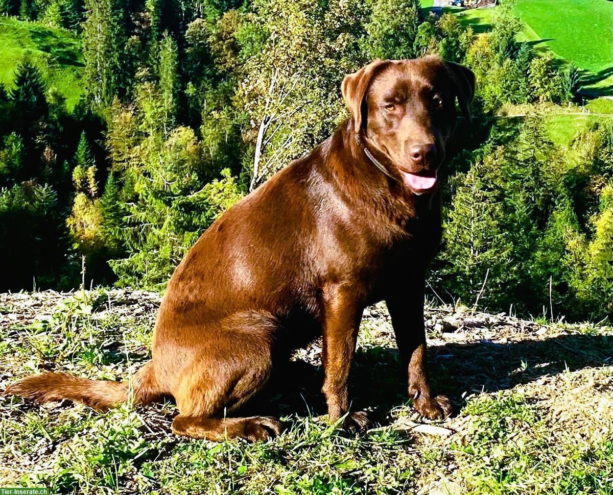 Bild 7: Labrador Welpen braun mit Stammbaum