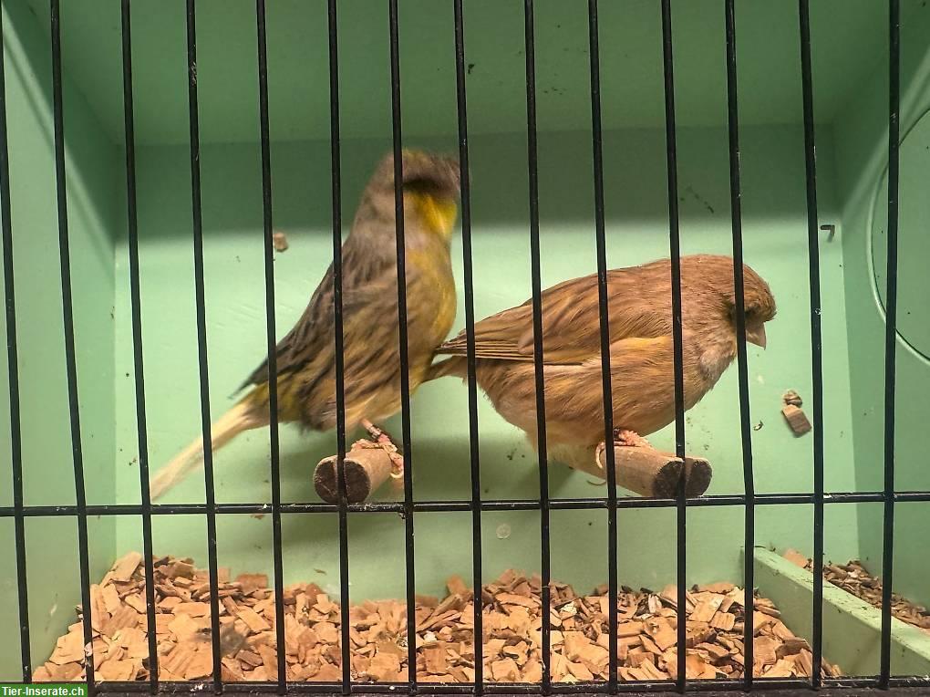 Bild 2: Kanarienvögel natur-Farben, rot-Mosaik, Achat Kanarien