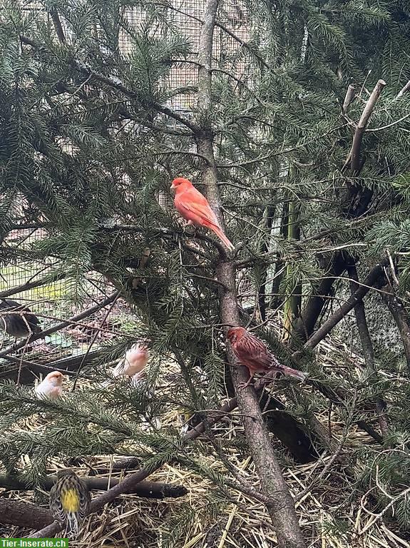 Bild 6: Kanarienvögel natur-Farben, rot-Mosaik, Achat Kanarien