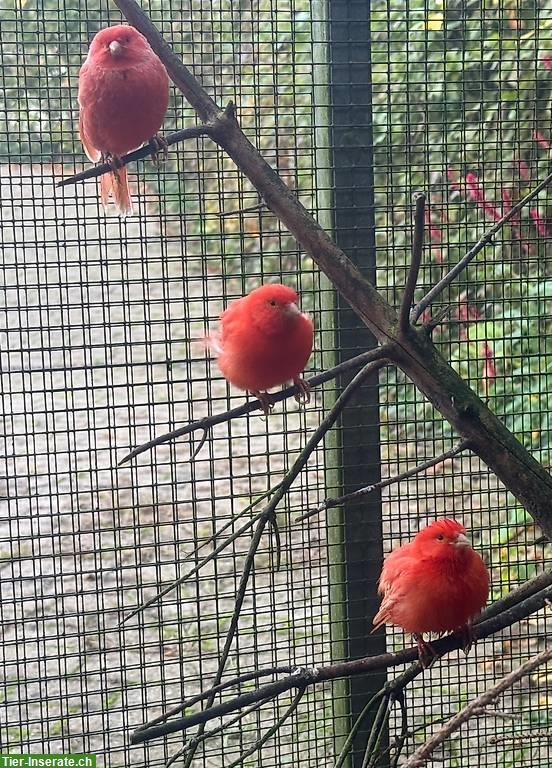 Bild 7: Kanarienvögel natur-Farben, rot-Mosaik, Achat Kanarien