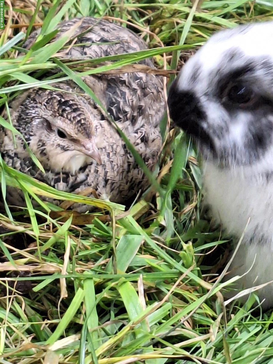 Bild 4: Junge Kaninchen, männlich und weiblich