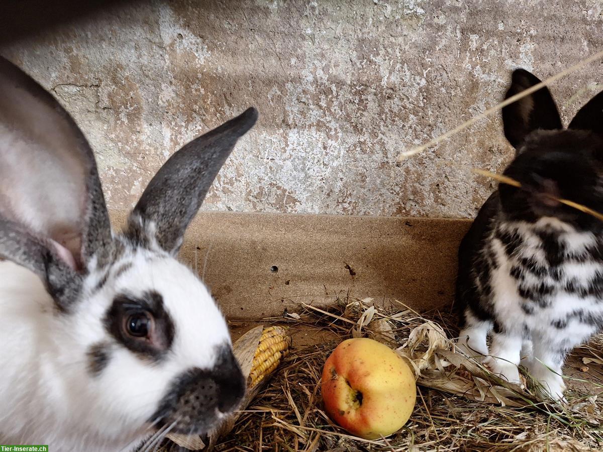 Bild 5: Junge Kaninchen, männlich und weiblich