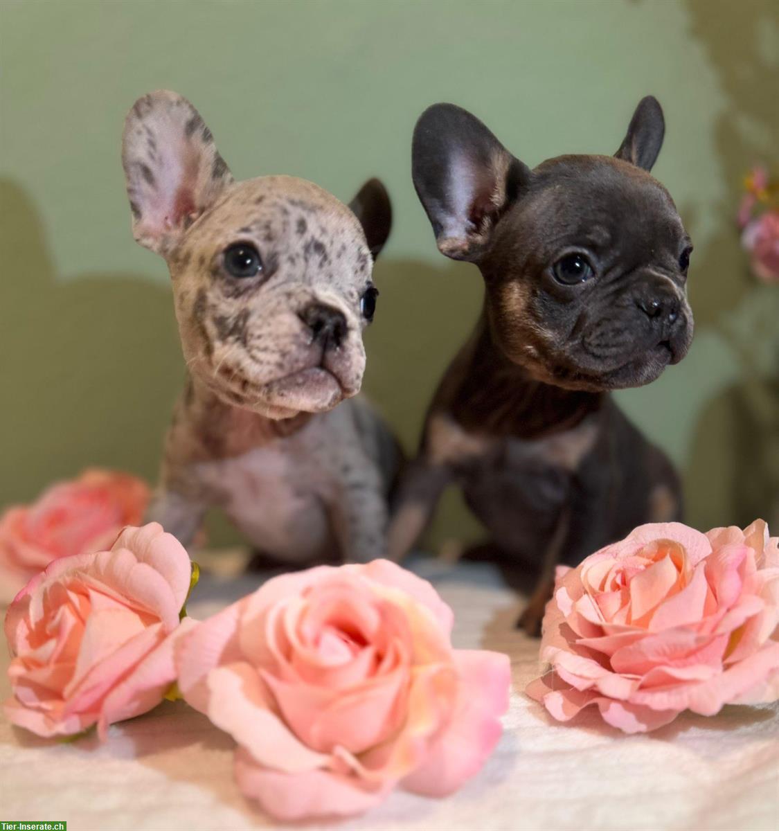 Bild 3: Französische Bulldoggen Welpen suchen liebes Zuhause