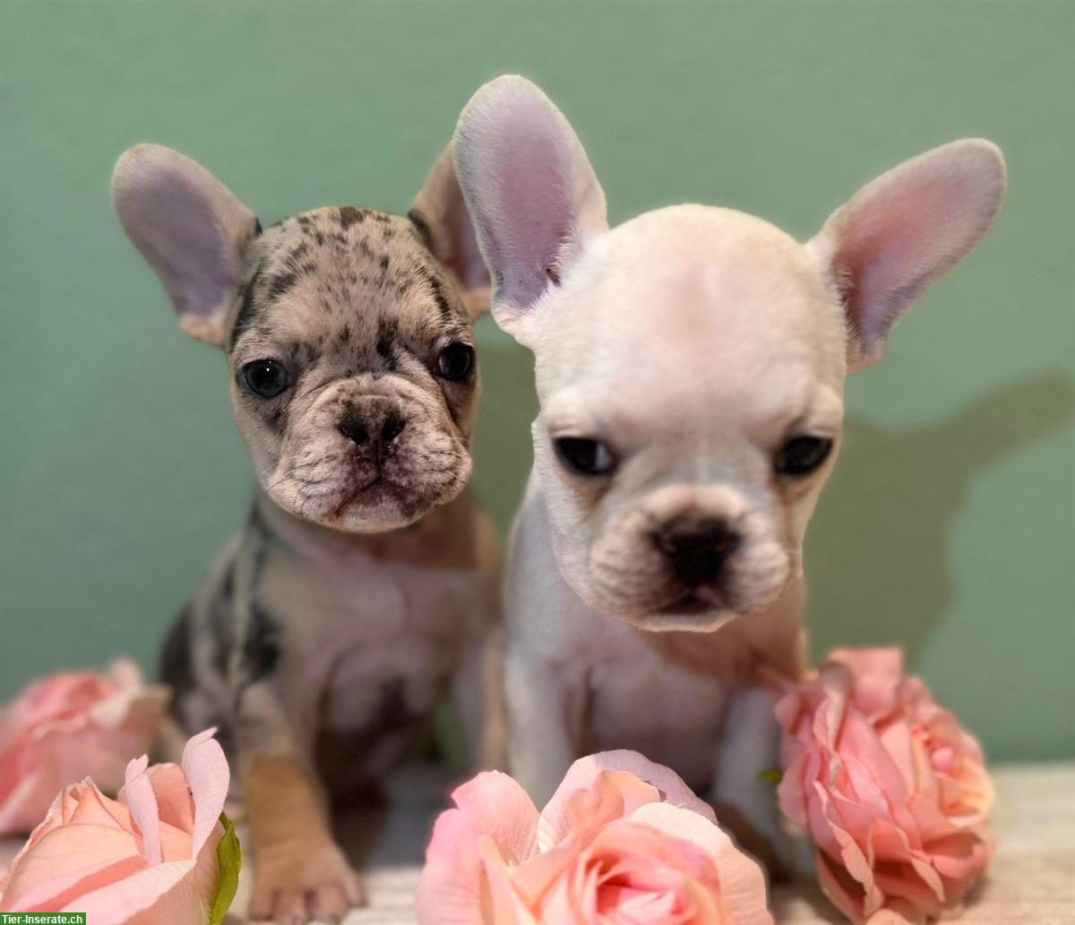 Bild 4: Französische Bulldoggen Welpen suchen liebes Zuhause