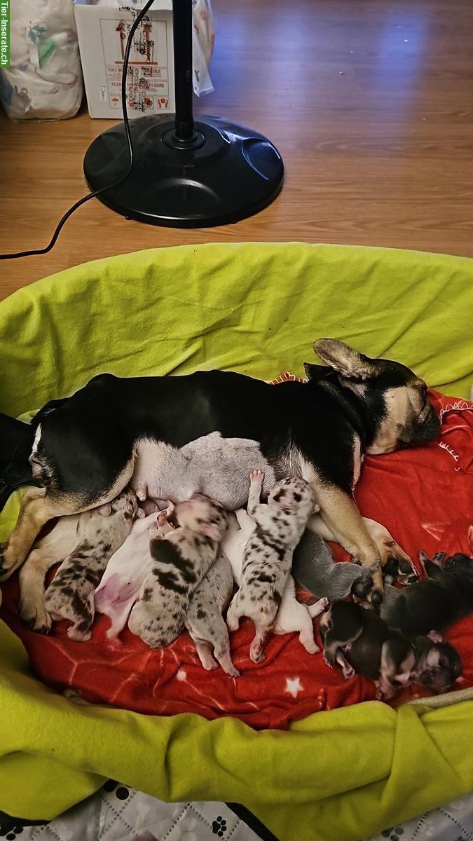 Bild 6: Französische Bulldoggen Welpen suchen liebes Zuhause