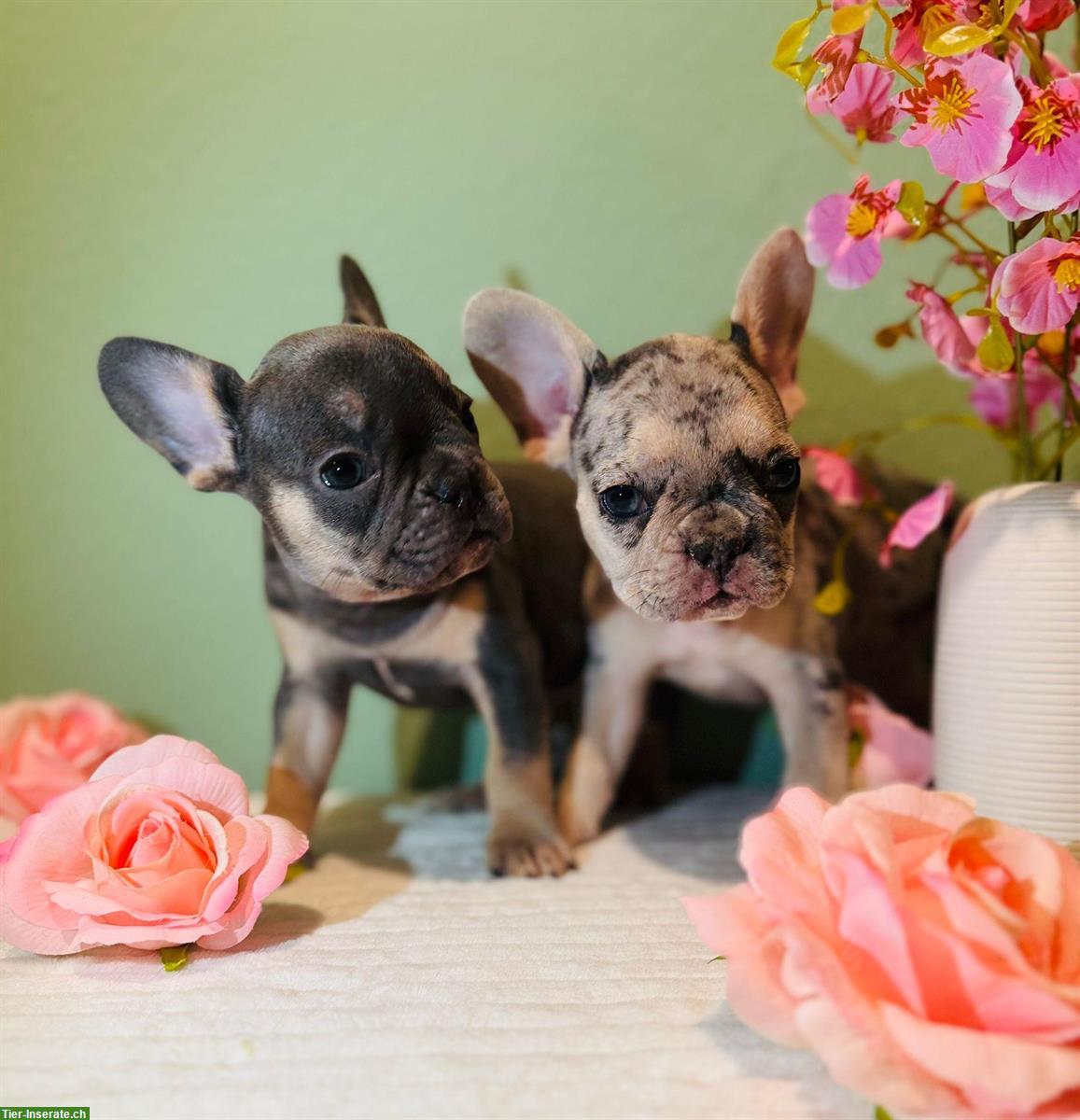 Bild 7: Französische Bulldoggen Welpen suchen liebes Zuhause