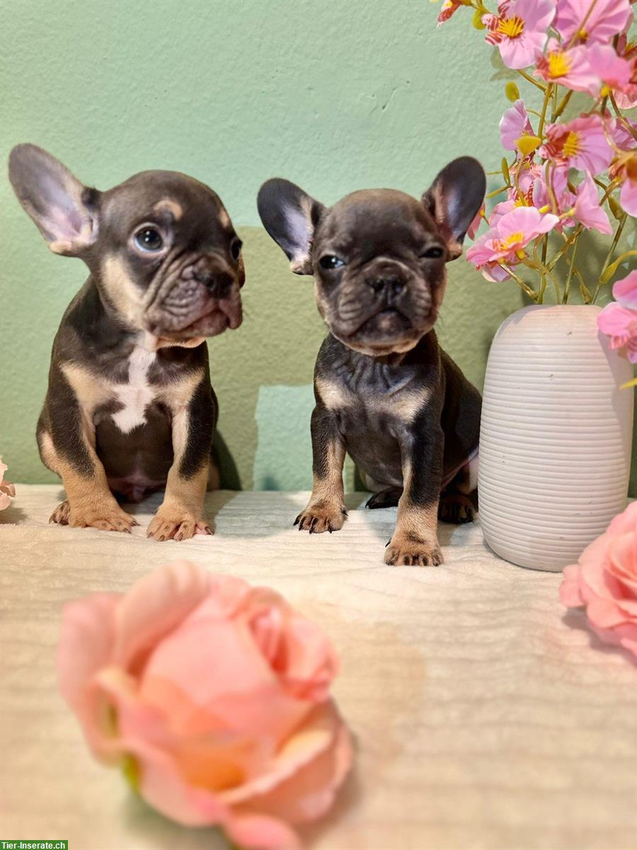 Bild 8: Französische Bulldoggen Welpen suchen liebes Zuhause