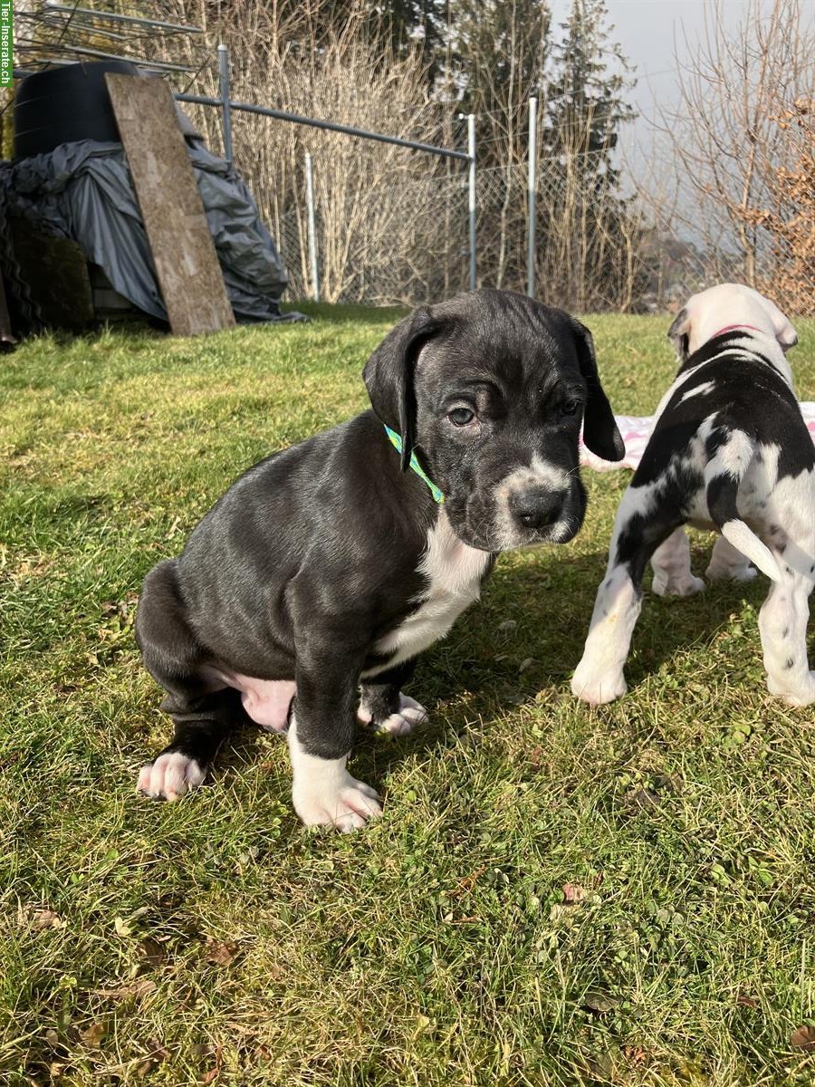 Deutsche Doggen Welpen suchen liebevollen Lebensplatz