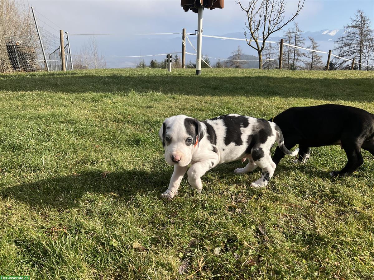 Bild 10: Deutsche Doggen Welpen suchen liebevollen Lebensplatz