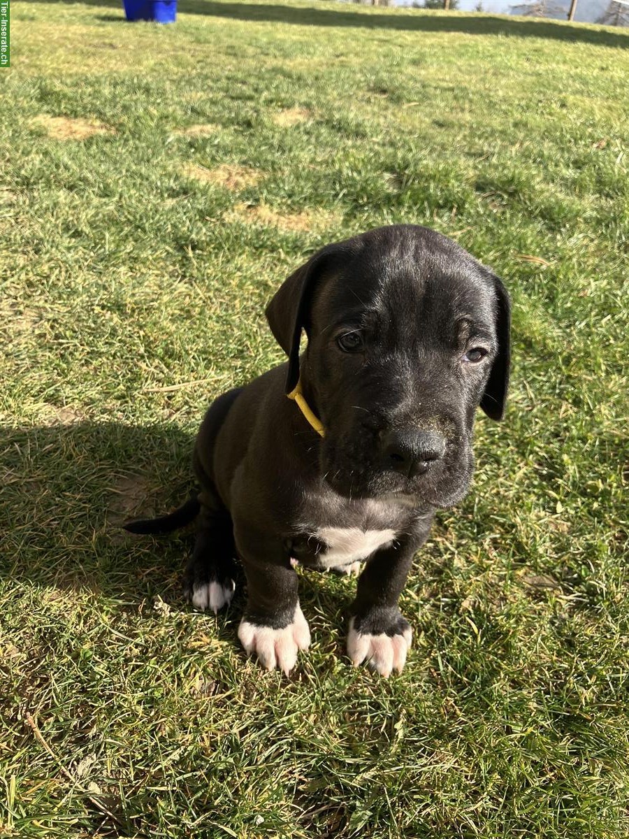 Bild 9: Deutsche Doggen Welpen suchen liebevollen Lebensplatz