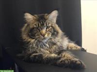 Maine Coon Deckkater mit FFH Stammbaum