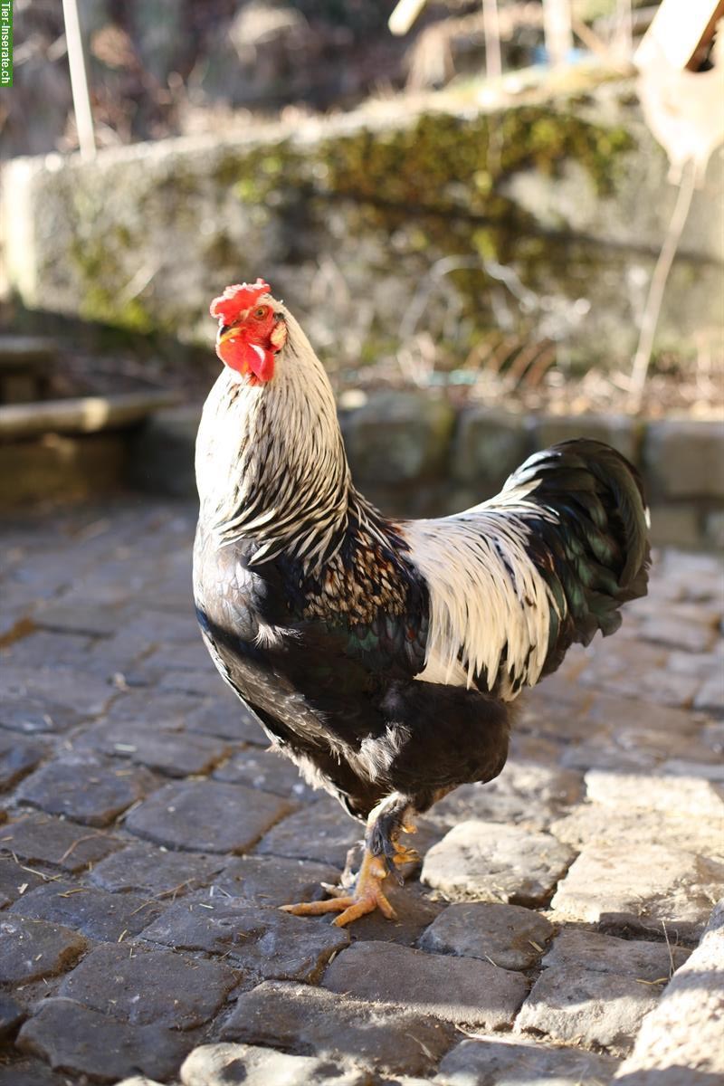 2 Junghähne Brahma Mischlinge suchen DRINGEND Lebensplatz