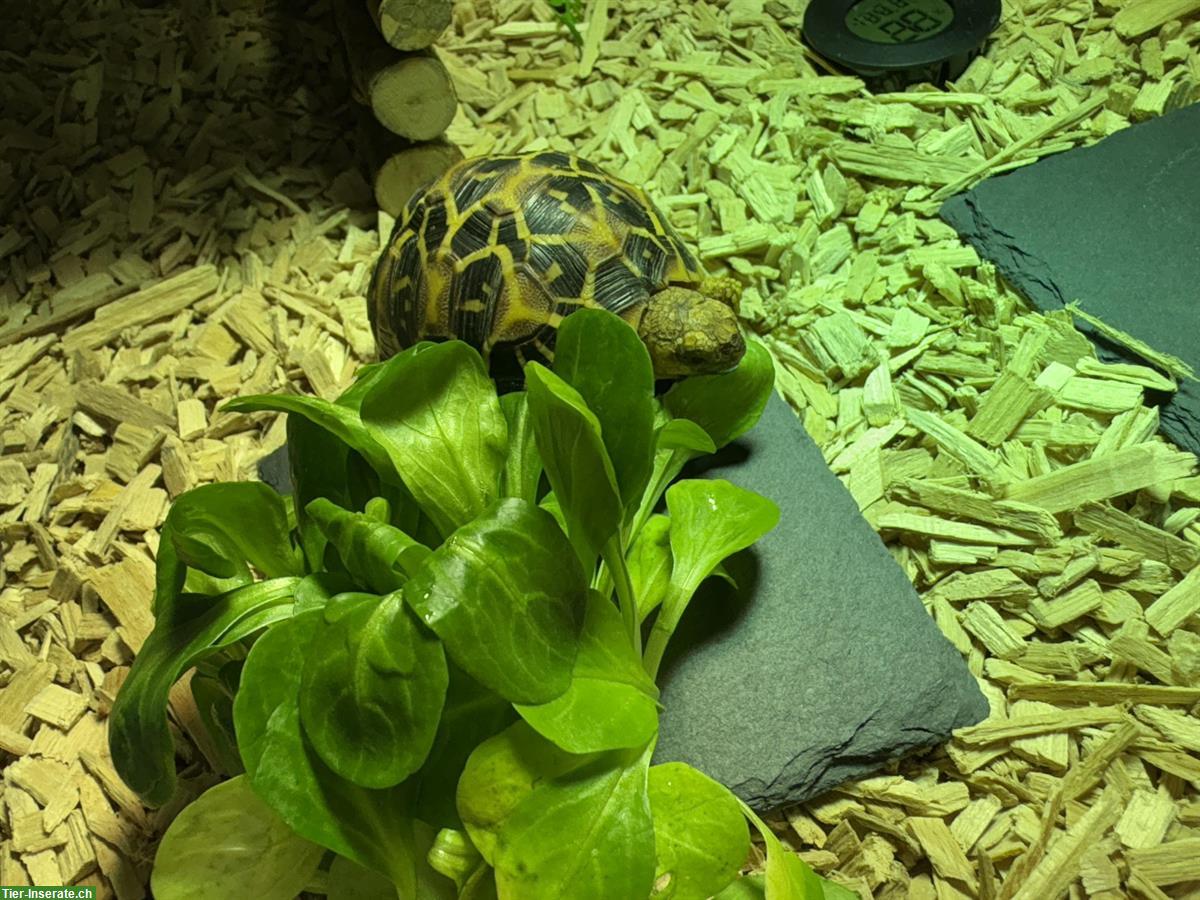 Bild 3: Indische Sternschildkröte, 1-jährig