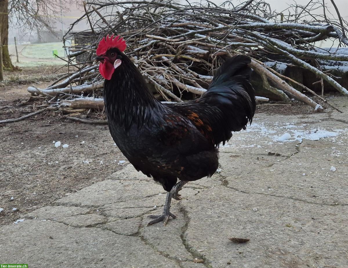 Bild 2: Rheinländer Hahn sucht neue Hühnerschar