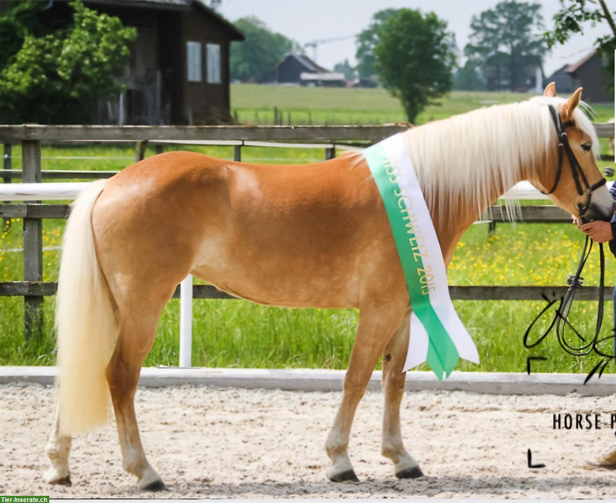 Haflinger Stute - ehemalige Miss Schweiz zu verkaufen