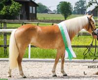 Haflinger Stute - ehemalige Miss Schweiz zu verkaufen