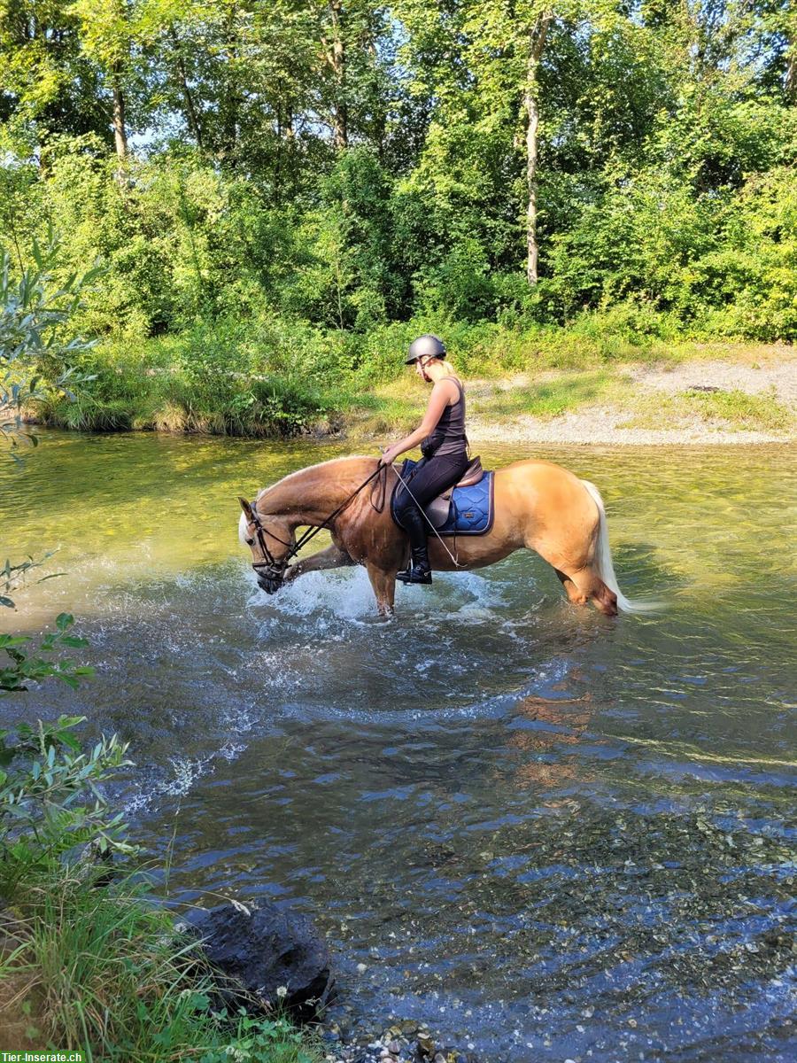 Bild 3: Haflinger Stute - ehemalige Miss Schweiz zu verkaufen