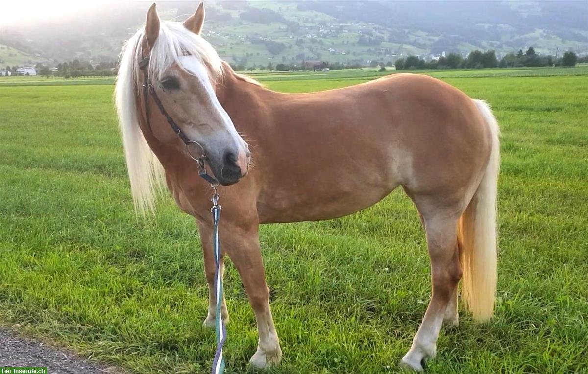 Bild 5: Haflinger Stute - ehemalige Miss Schweiz zu verkaufen