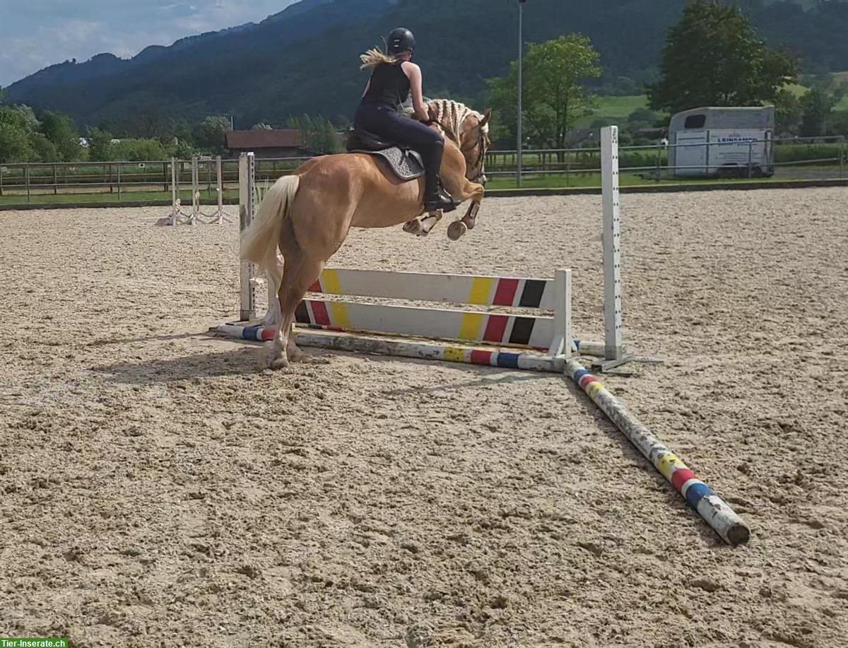 Bild 6: Haflinger Stute - ehemalige Miss Schweiz zu verkaufen