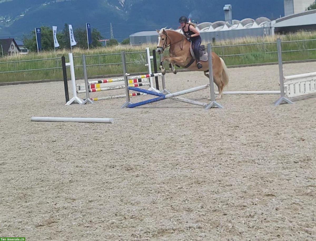 Bild 7: Haflinger Stute - ehemalige Miss Schweiz zu verkaufen